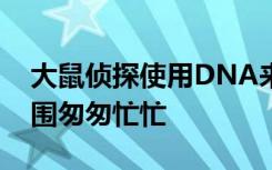 大鼠侦探使用DNA来揭示老鼠如何在城市周围匆匆忙忙