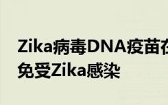 Zika病毒DNA疫苗在两次接种后可保护猴子免受Zika感染