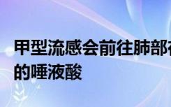 甲型流感会前往肺部在那里它会锁住细胞表面的唾液酸