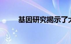 基因研究揭示了大鼠肺虫如何进化