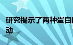 研究揭示了两种蛋白质相互作用以促进细胞运动