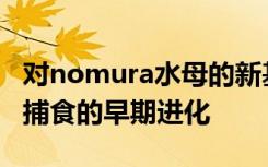 对nomura水母的新基因组学方法揭示了主动捕食的早期进化