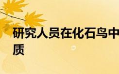 研究人员在化石鸟中发现了4800万年前的脂质