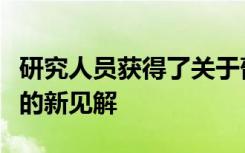 研究人员获得了关于葡萄杀死冠瘿肿瘤内细菌的新见解