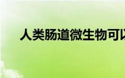 人类肠道微生物可以使加工食品更健康