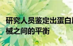 研究人员鉴定出蛋白质可以维持突出和收缩机械之间的平衡