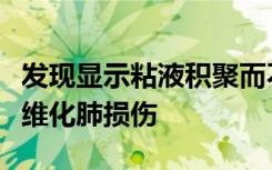 发现显示粘液积聚而不是感染如何引发囊性纤维化肺损伤