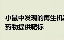 小鼠中发现的再生机制可能为对抗慢性肝病的药物提供靶标