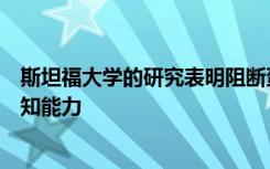 斯坦福大学的研究表明阻断蛋白质的活性可以恢复老鼠的认知能力