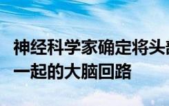 神经科学家确定将头部动作与视觉信号整合在一起的大脑回路