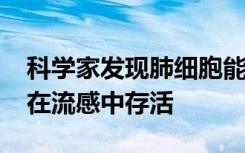 科学家发现肺细胞能够修复其受损的DNA并在流感中存活