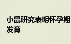 小鼠研究表明怀孕期间双酚A暴露会影响大脑发育