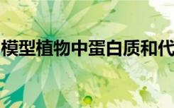 模型植物中蛋白质和代谢中间体的亚细胞分布