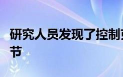 研究人员发现了控制克罗恩氏病炎症的关键环节