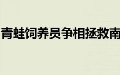 青蛙饲养员争相拯救南加州最稀有的两栖动物