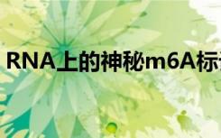 RNA上的神秘m6A标记开始产生它们的秘密