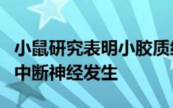 小鼠研究表明小胶质细胞在阿尔茨海默氏症中中断神经发生