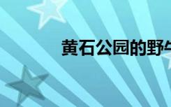 黄石公园的野牛操纵春季绿化