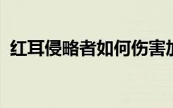 红耳侵略者如何伤害加利福尼亚的本土海龟