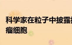 科学家在粒子中披露抗癌药物以靶向和破坏肿瘤细胞