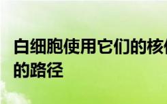 白细胞使用它们的核作为标尺来选择阻力最小的路径