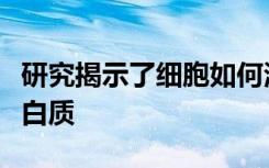 研究揭示了细胞如何清除组织中折叠错误的蛋白质