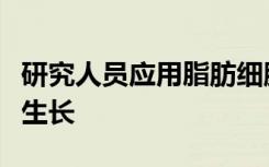 研究人员应用脂肪细胞来传递药物以抑制肿瘤生长