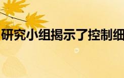 研究小组揭示了控制细胞分裂能力的分子程序