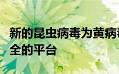 新的昆虫病毒为黄病毒疫苗和测试提供了更安全的平台