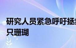 研究人员紧急呼吁拯救珊瑚礁逐一检查一百万只珊瑚