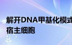 解开DNA甲基化模式可以简化外源DNA导入宿主细胞