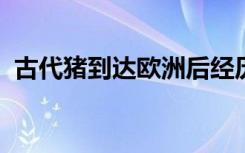 古代猪到达欧洲后经历了完整的基因组转换