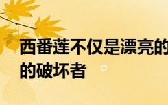 西番莲不仅是漂亮的观赏植物 而且还是癌症的破坏者