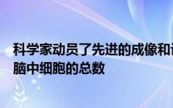 科学家动员了先进的成像和计算方法以全面绘制整个小鼠大脑中细胞的总数