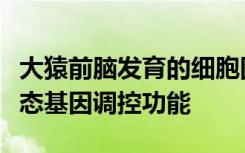 大猿前脑发育的细胞图谱阐明了人类独有的动态基因调控功能