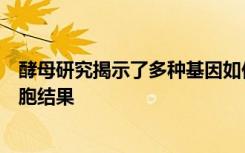 酵母研究揭示了多种基因如何相互作用以影响令人惊讶的细胞结果