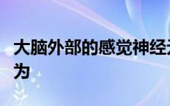 大脑外部的感觉神经元会驱动自闭症的社会行为