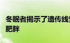 冬眠者揭示了遗传线索可以更好地了解和治疗肥胖