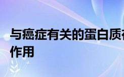 与癌症有关的蛋白质在细胞分裂中起着粘性的作用