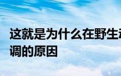 这就是为什么在野生动物之旅中你需要保持低调的原因