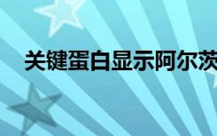 关键蛋白显示阿尔茨海默氏症的治疗潜力