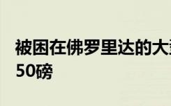 被困在佛罗里达的大型12英尺短吻鳄重达近750磅