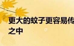 更大的蚊子更容易传播疾病 使居民处于危险之中