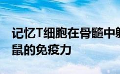 记忆T细胞在骨髓中躲避增加了限制饮食的小鼠的免疫力