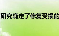 研究确定了修复受损的周围神经系统的新方法