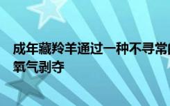 成年藏羚羊通过一种不寻常的适应方式克服了高原高原上的氧气剥夺