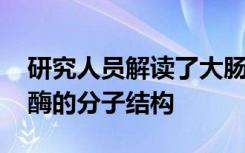 研究人员解读了大肠杆菌中细胞色素bd氧化酶的分子结构