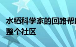 水稻科学家的回路帮助细菌快速将信号传递给整个社区