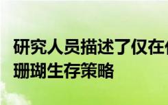 研究人员描述了仅在化石记录中才能看到的活珊瑚生存策略