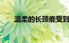 温柔的长颈鹿受到无声的灭绝的威胁